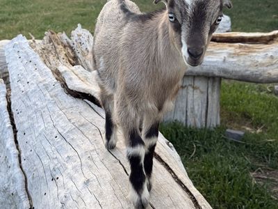 Mini LaManchas