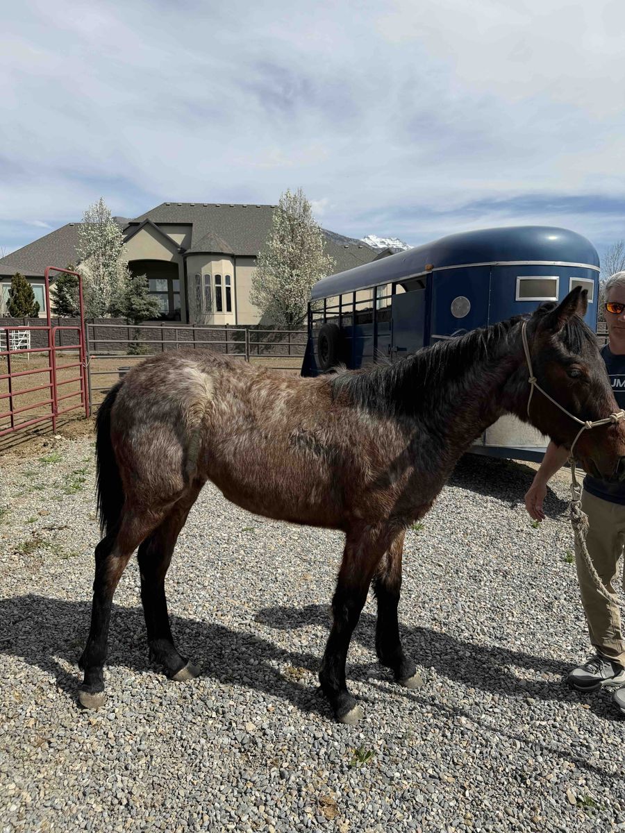 10-Month-Old Tennessee Walker/Saddlebred Filly - "Tootsie"