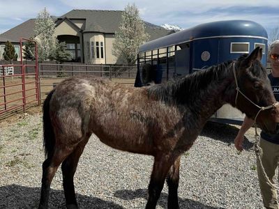 10-Month-Old Tennessee Walker/Saddlebred Filly - "Tootsie"