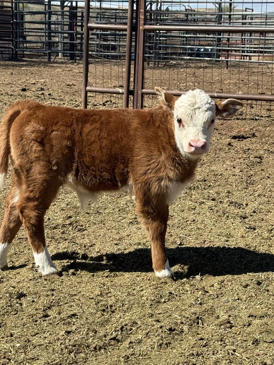 Mini Hereford Bull Calf
