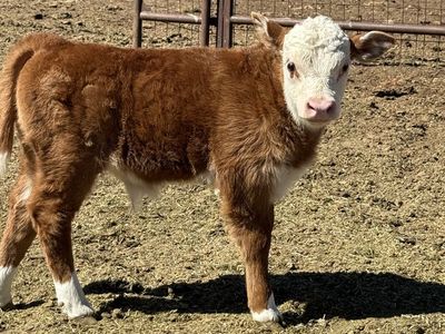Mini Hereford Bull Calf