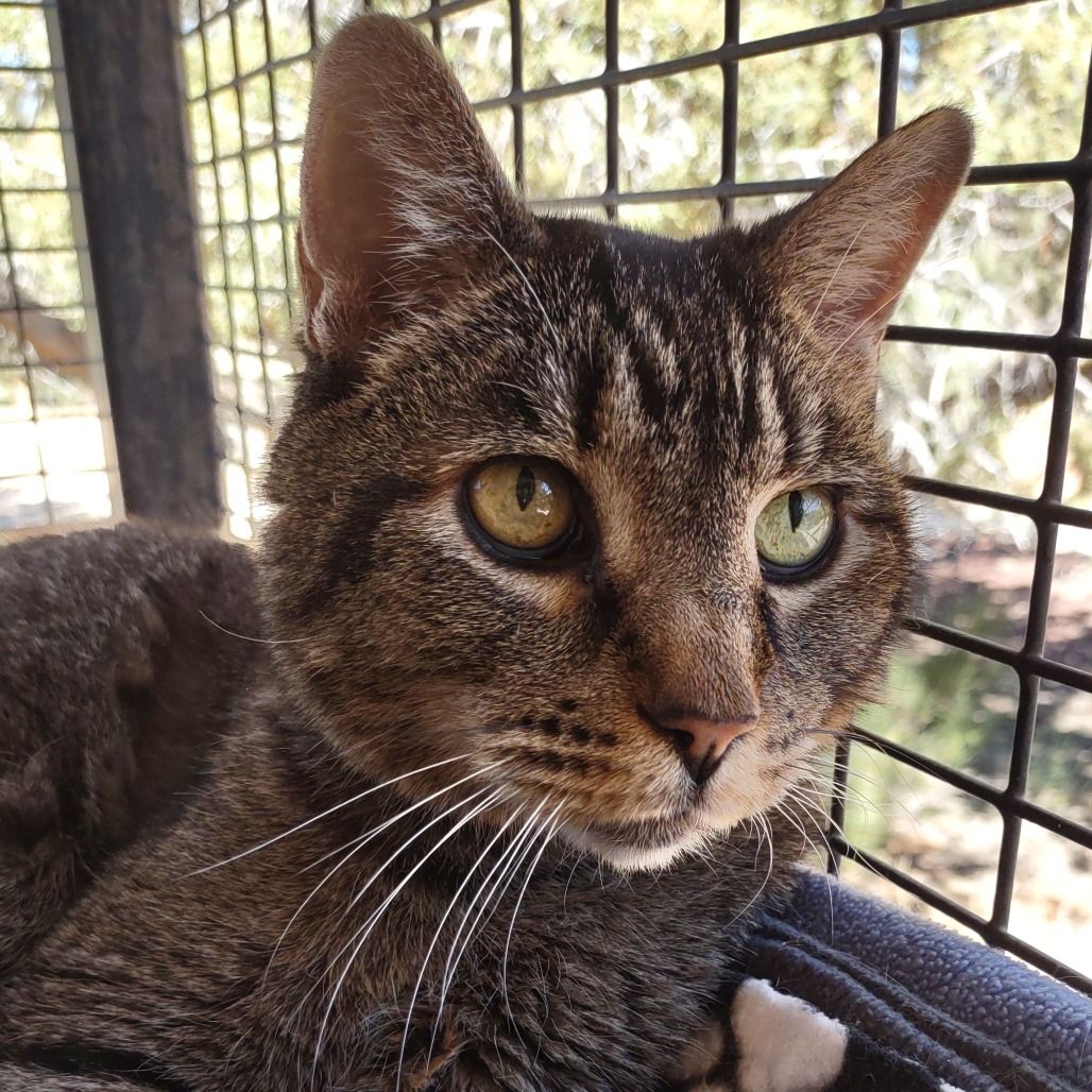 Hello my name is Tutuola