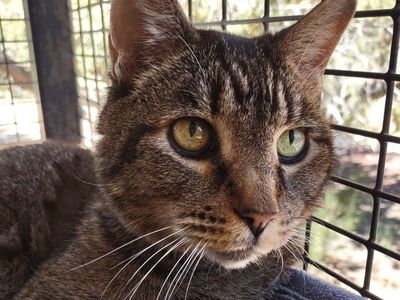 Hello my name is Tutuola