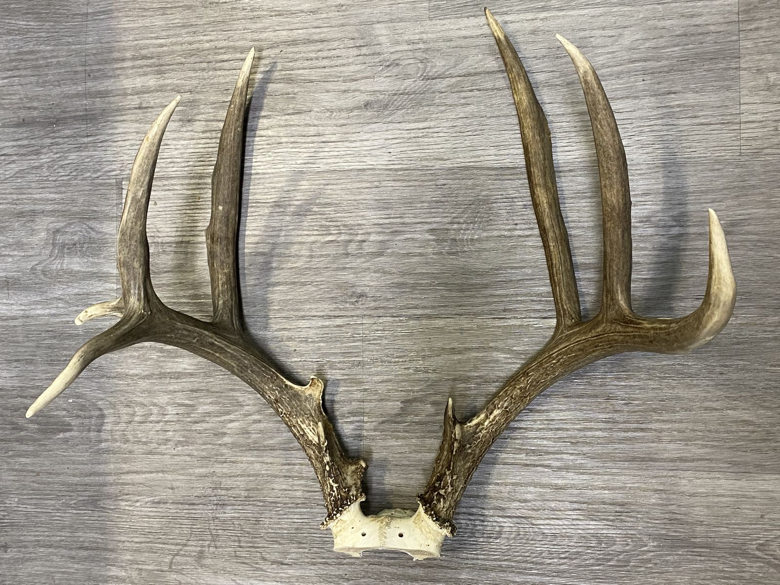 Dark, Drop Beam Mule Deer! 7x6 Matching Kicker Buck!  
