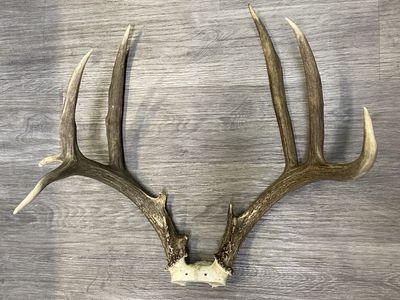 Dark, Drop Beam Mule Deer! 7x6 Matching Kicker Buck!