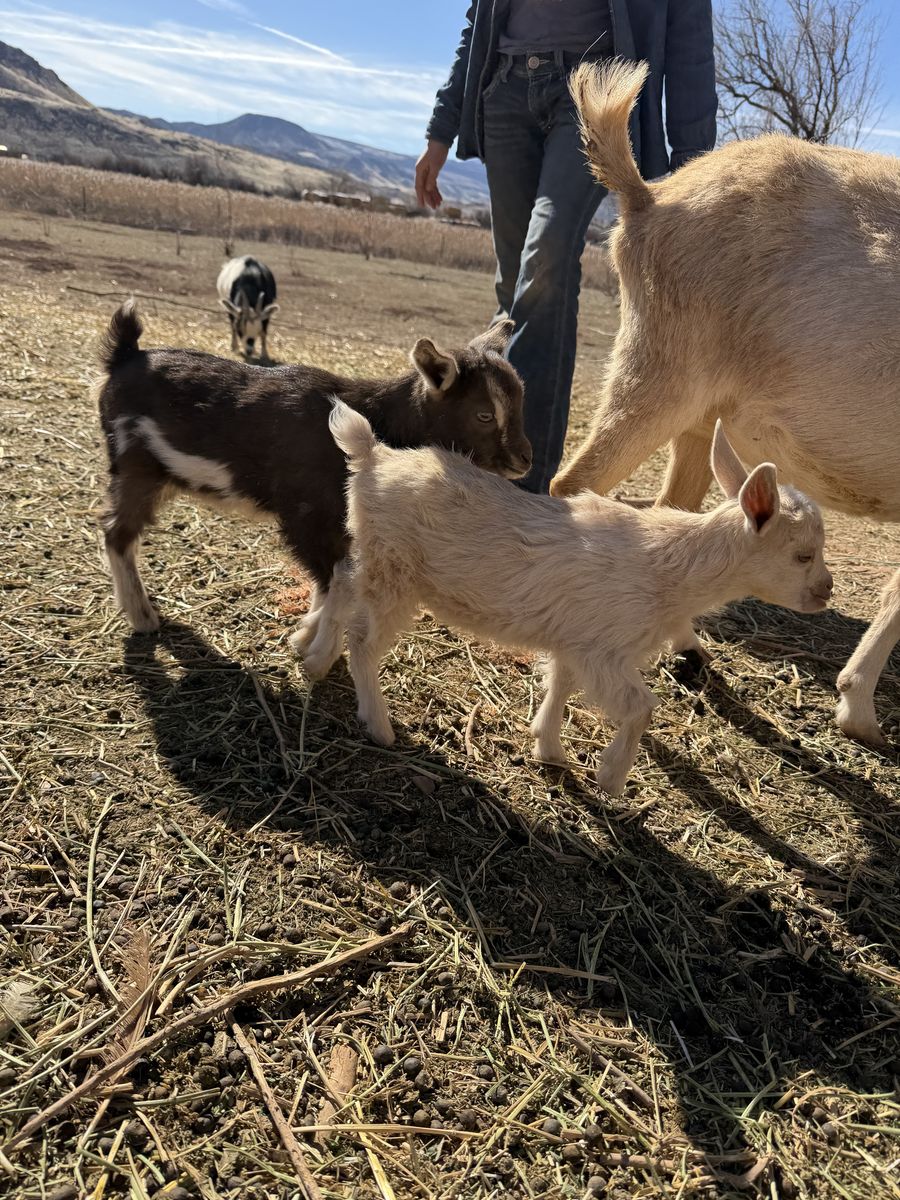 Nanny Goat With Kids Nigerian Dwarf Mix
