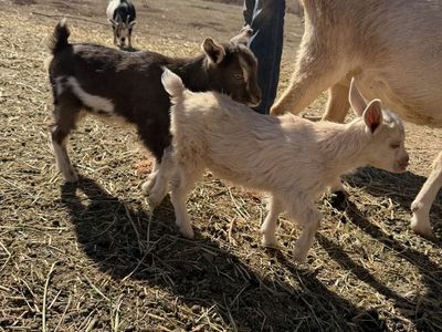 Nanny Goat With Kids Nigerian Dwarf Mix