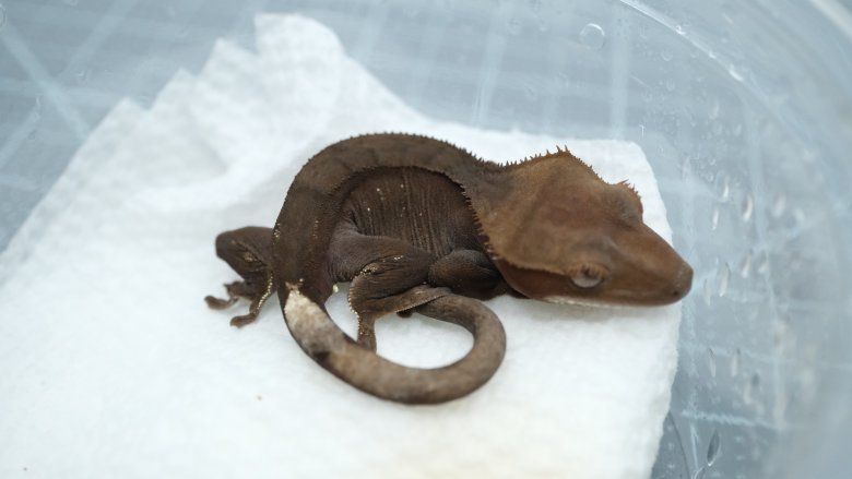 npv Het Axanthic phantom