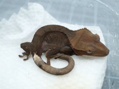 npv Het Axanthic phantom