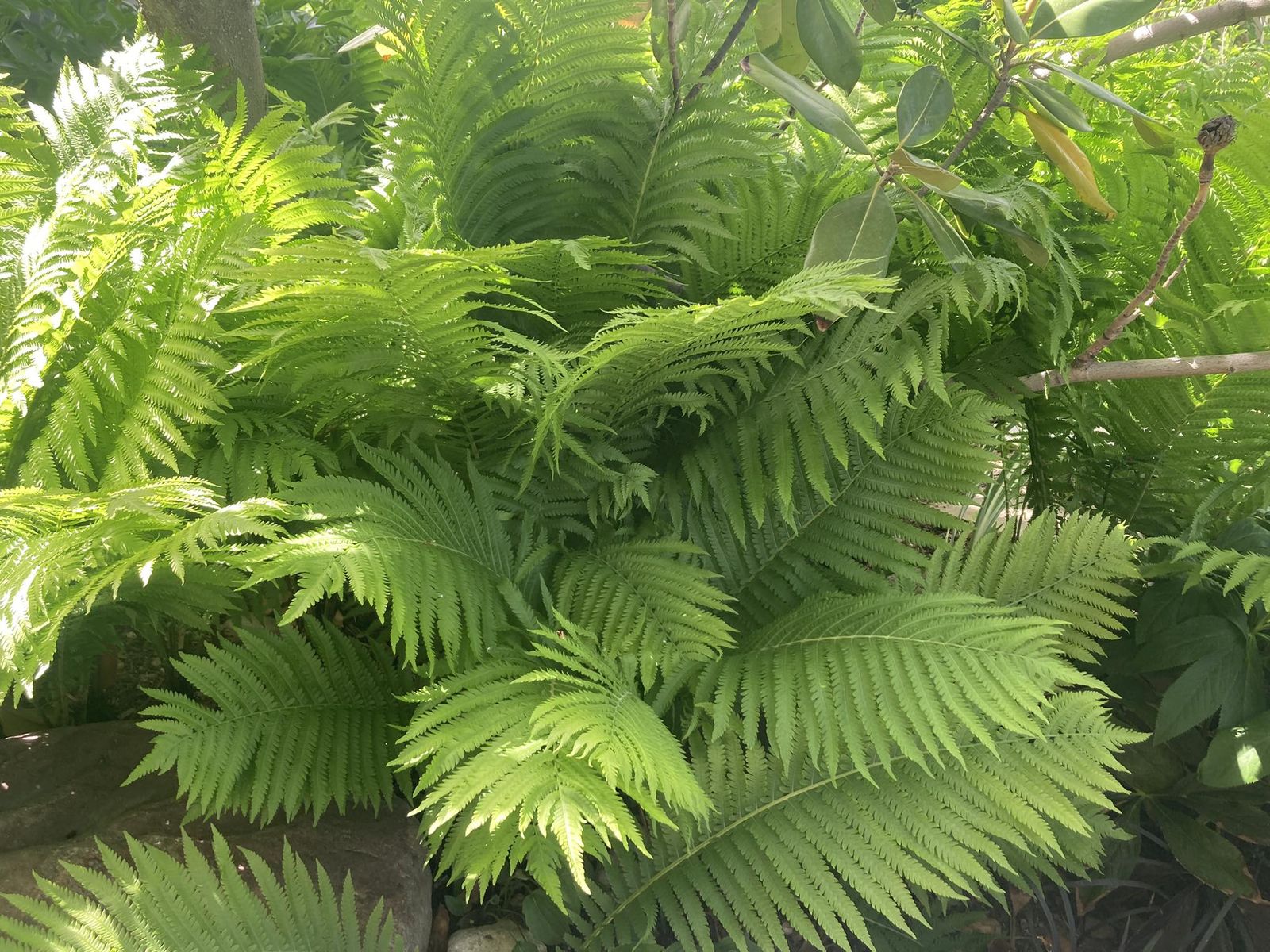 Ferns shade loving $24 each 16 - 24 inch tall, 3' $35