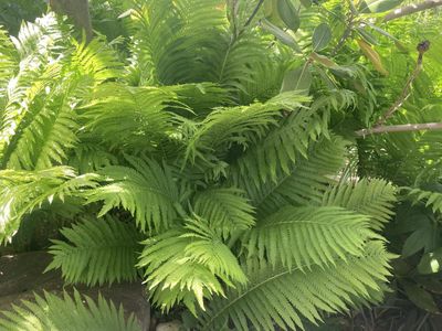 Ferns shade loving $24 each 16 - 24 inch tall, 3' $35