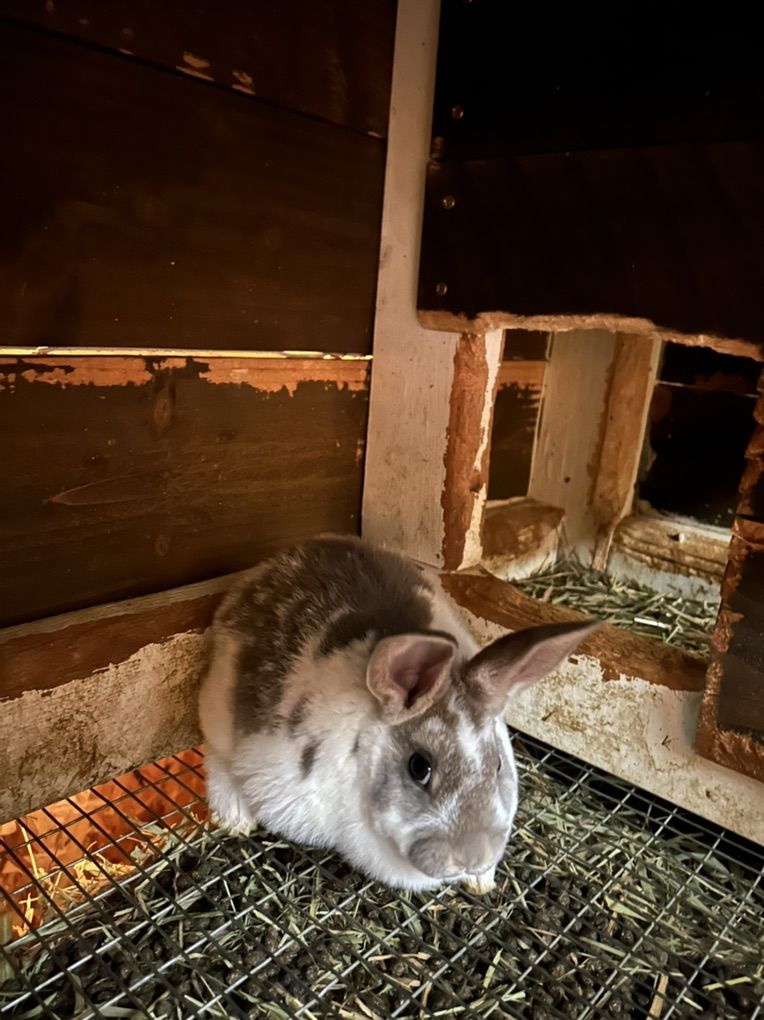 Standard Rex Rabbits