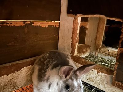 Standard Rex Rabbits