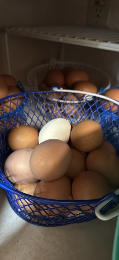 Fresh Chicken Eggs