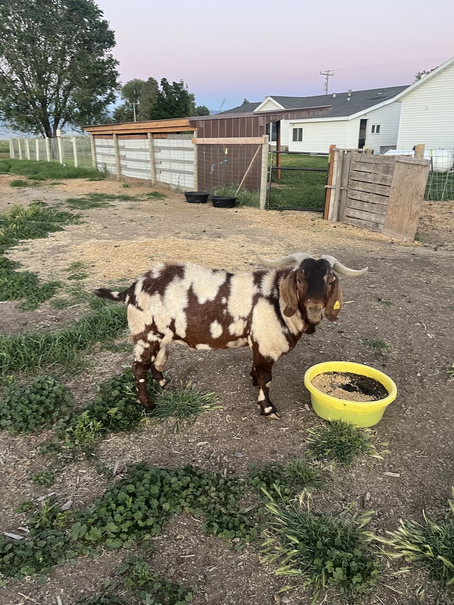 4 year old purebred dapple Boer Buck