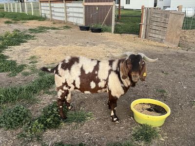4 year old purebred dapple Boer Buck