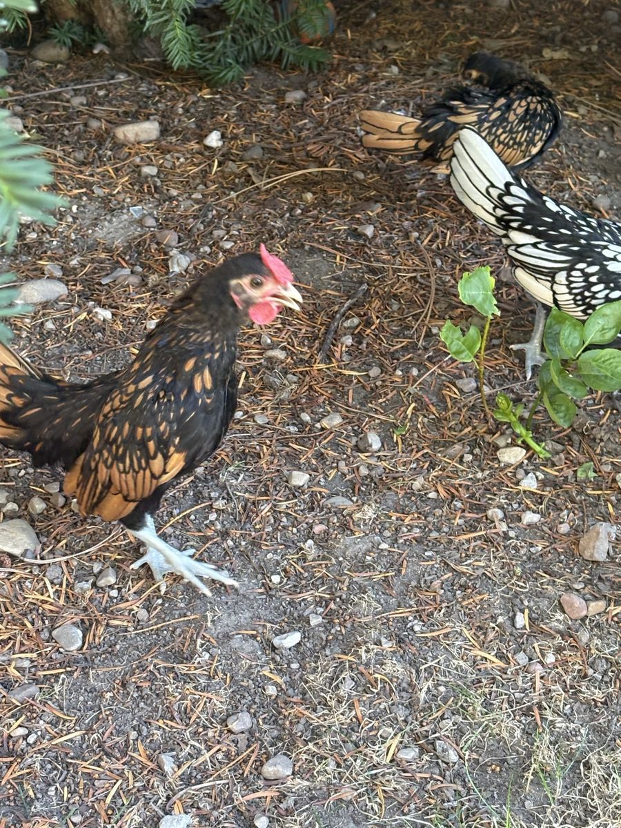 Sebright Bantam roosters (free)