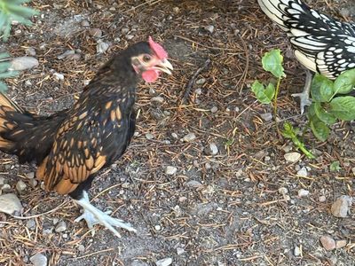 Sebright Bantam roosters (free)
