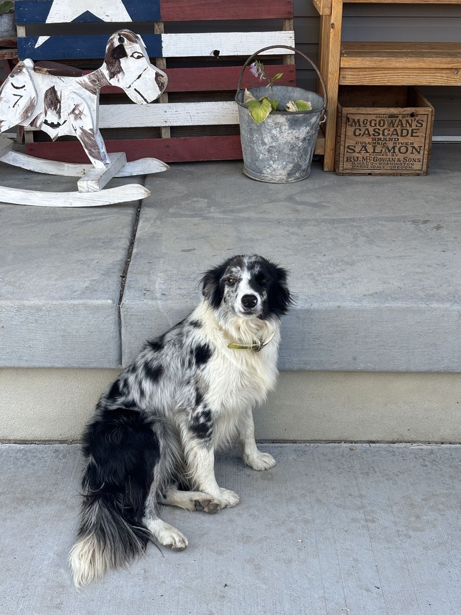 Blue Merle Border Collie