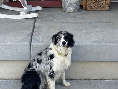 Blue Merle Border Collie