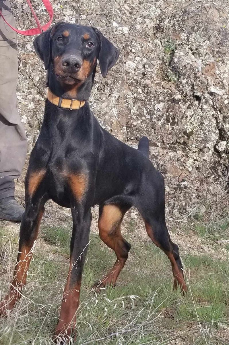 European Doberman 1yr Old Female Available AKC Registered with Limited Papers