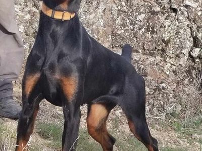 European Doberman 1yr Old Female Available AKC Registered with Limited Papers