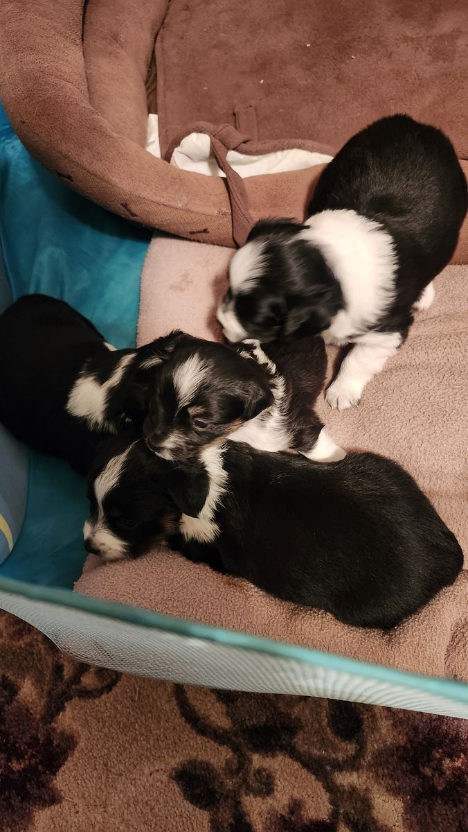 4 Toy Aussie's