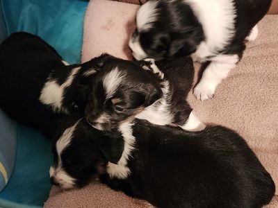 4 Toy Aussie's