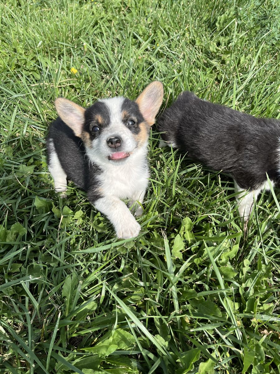 Cowboy Corgi’s