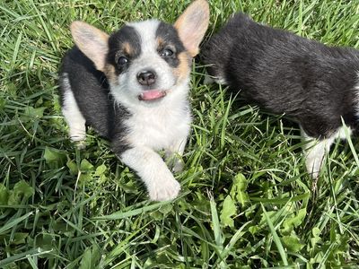 Cowboy Corgi’s