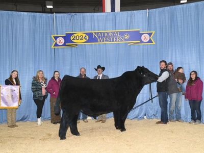 Champion Maintainer Show Bull