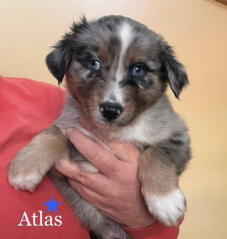 Purebred Standard Australian Shepherd Puppies