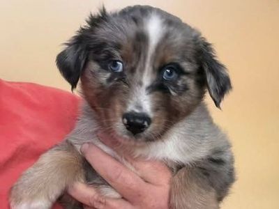 Purebred Standard Australian Shepherd Puppies
