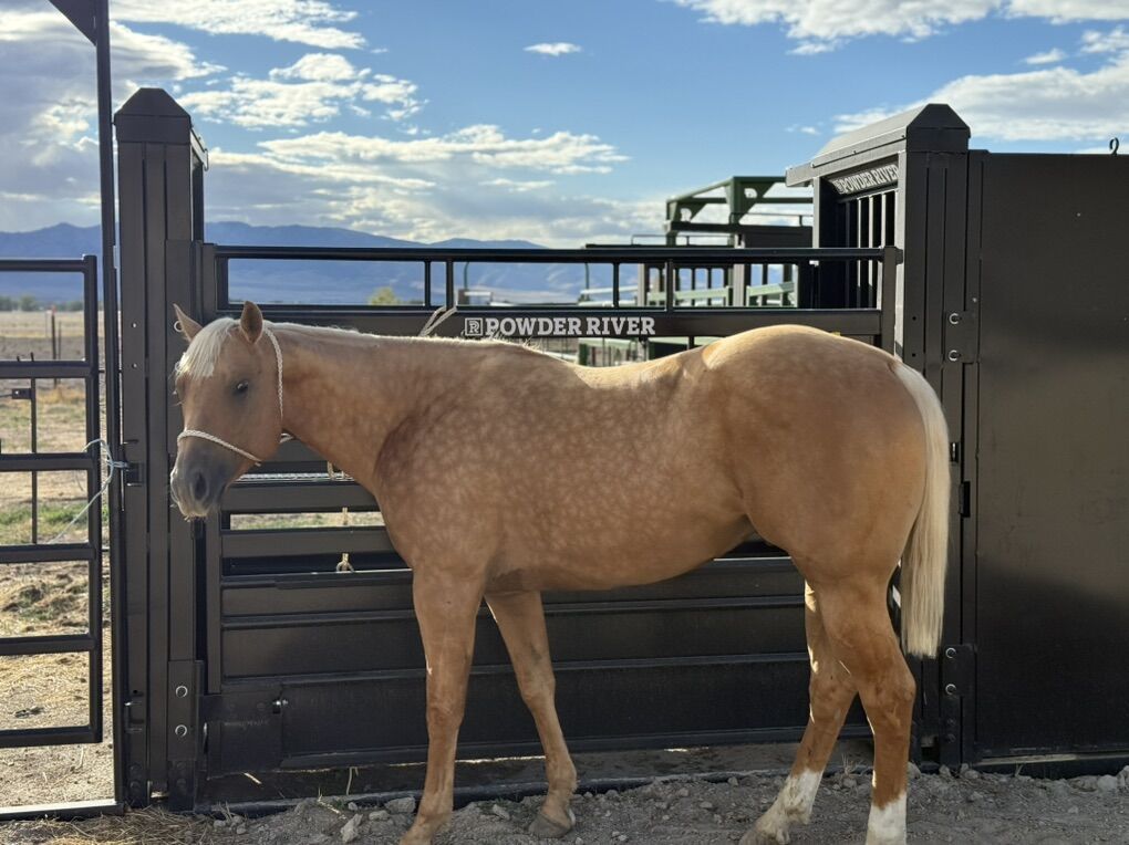 AQHA Palomino Stallion Selling March 28th