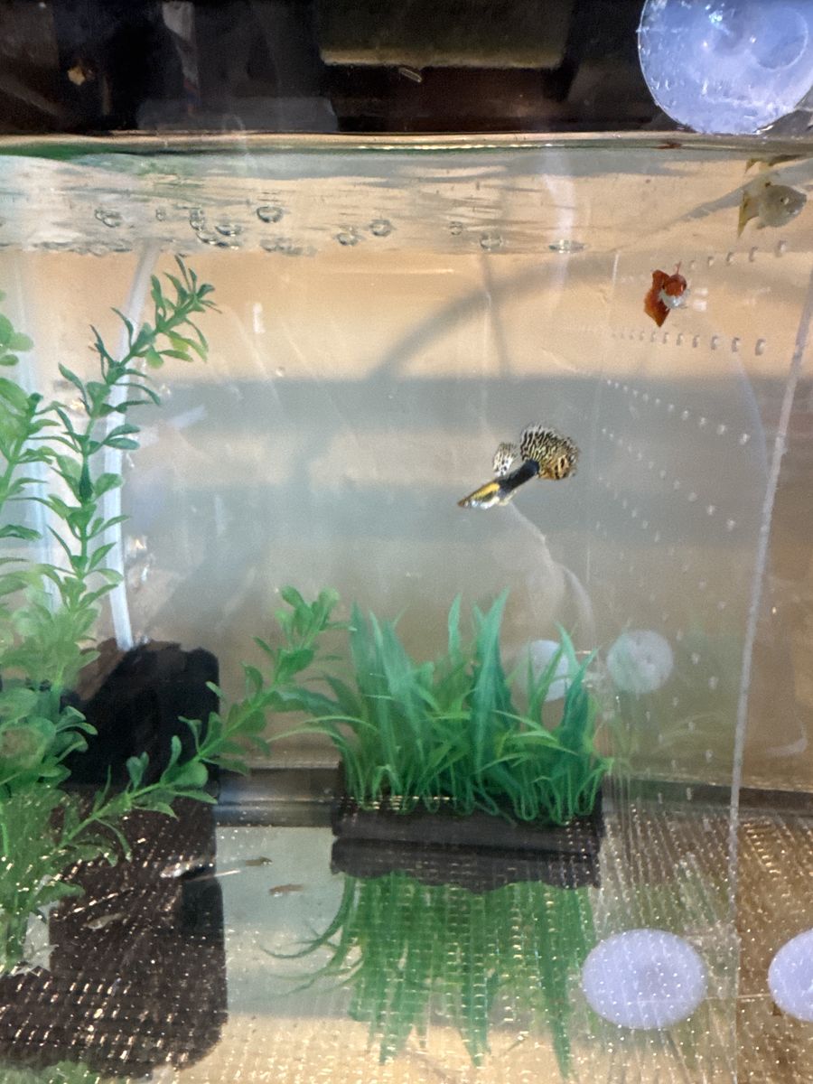 guppy fish baby