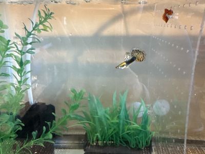 guppy fish baby
