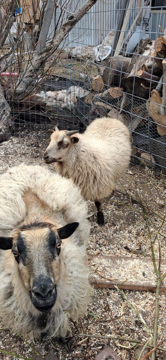 Icelandic rams
