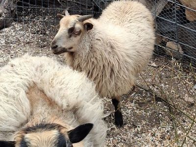 Icelandic rams