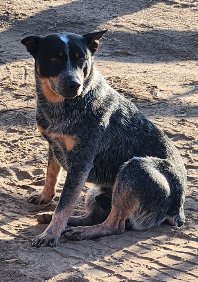 MISSING MY MINI BLUE HEELER
