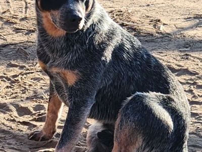 MISSING MY MINI BLUE HEELER