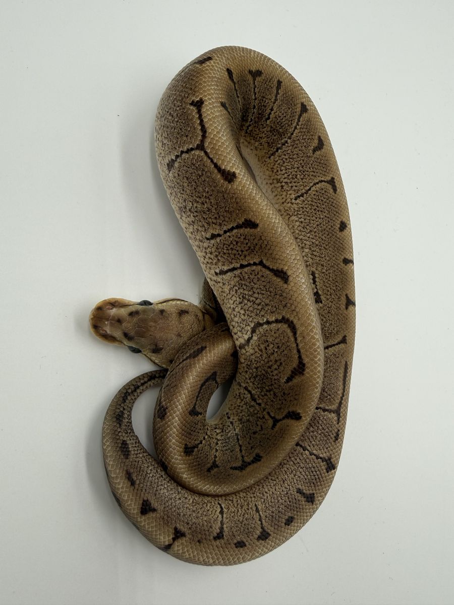 Male: Woma Pinstripe DH VPI Clown 50% Het Hypo