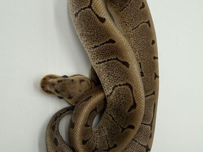 Male: Woma Pinstripe DH VPI Clown 50% Het Hypo