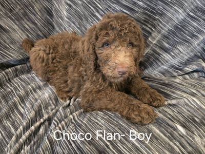 Adorable and Fun F1bb Standard Doodle Puppies Ready for Loving Homes