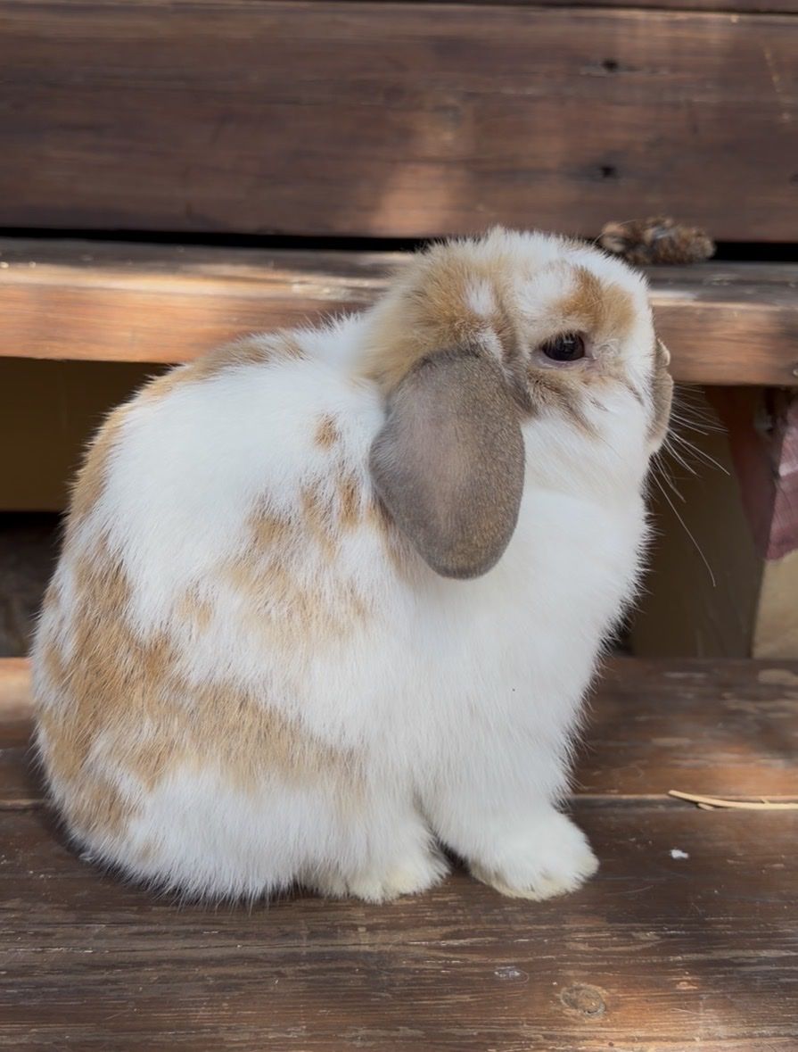 Tricolor Holland Lop Buck