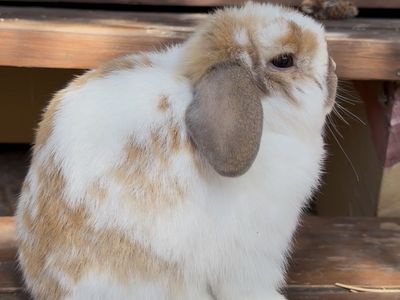 Tricolor Holland Lop Buck
