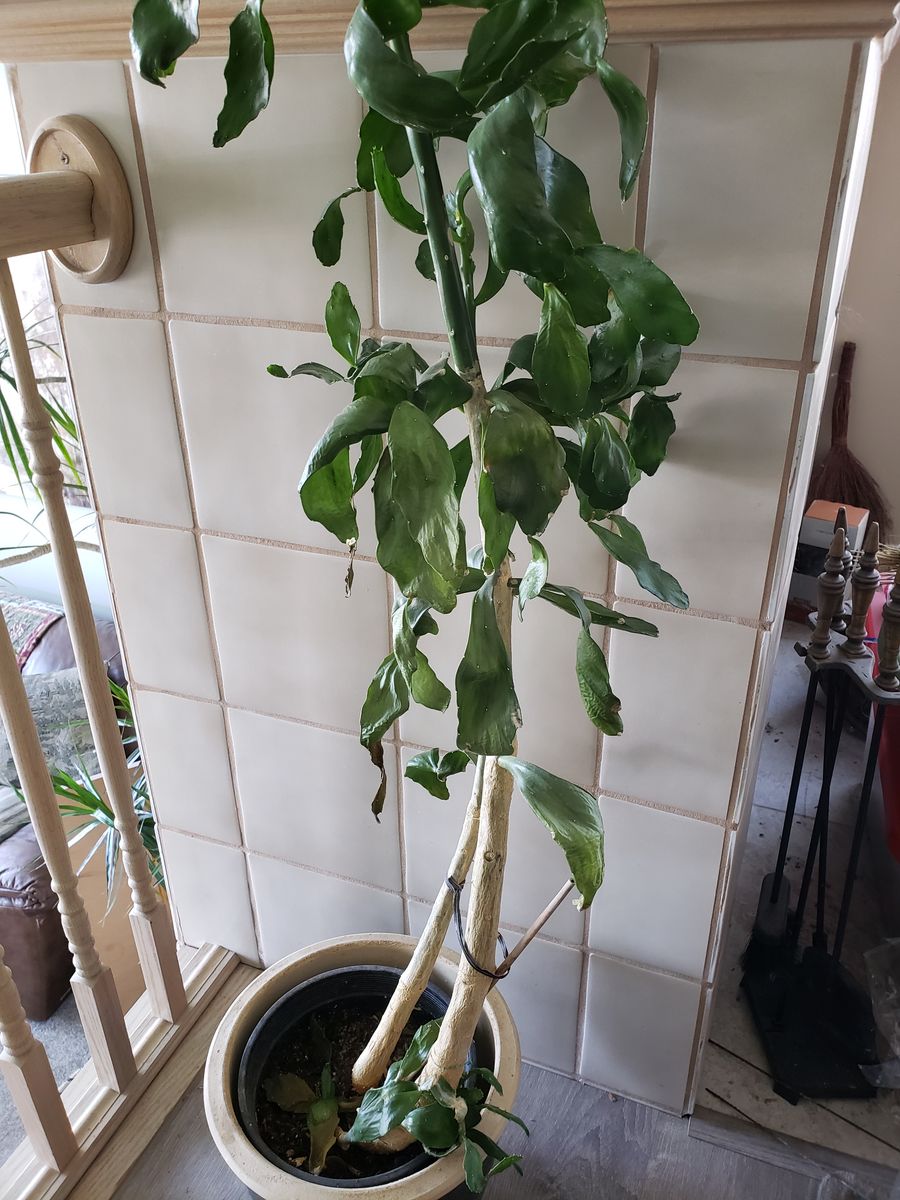 Caribbean Tree Cactus