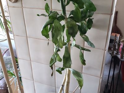 Caribbean Tree Cactus