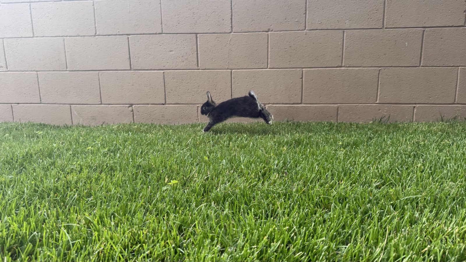 3 BABY BUNNIES LOP AND MINI REX