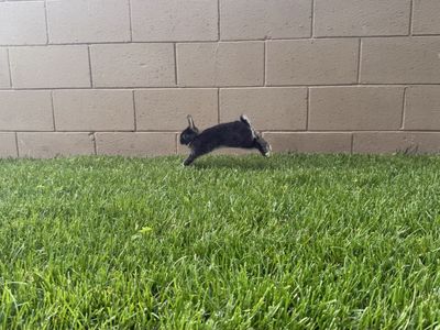 3 BABY BUNNIES LOP AND MINI REX