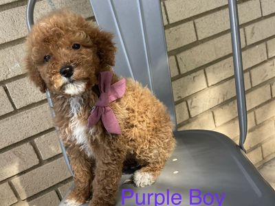 Moyen Poodle Puppies
